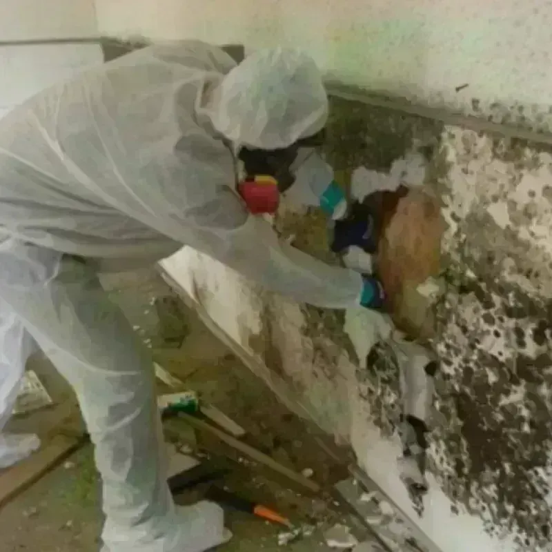 Mold Remediation and Removal in Minco, OK